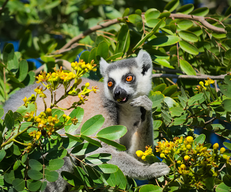 Lemur catta are generalist feeder. They eat leaves, flower, fruits and insects.