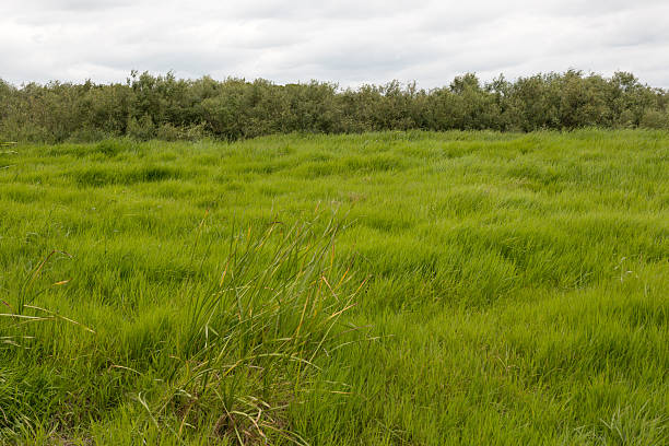 istock Green juicy grass on a meadow 541266362
