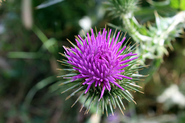 istock thorn flower from Bulgaria 541267872