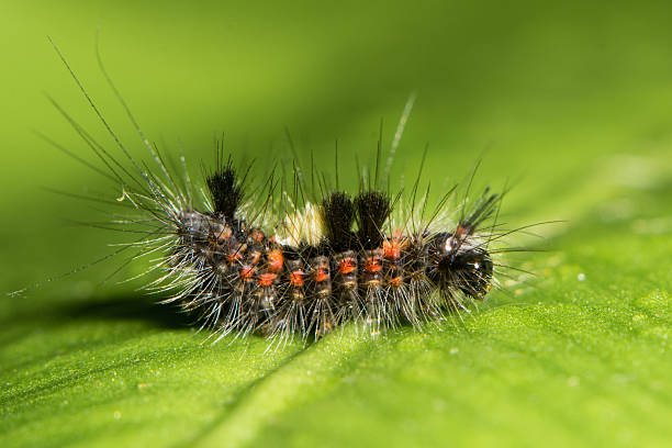 Vapourer moth (Orgyia antiqua) early instar caterpillar A colourful and hairy larva in the family Erebidae, subfamily Lymantriinae instar stock pictures, royalty-free photos & images