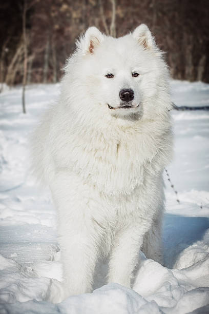 istock White Samoyed dog on snow in winter day 541269074