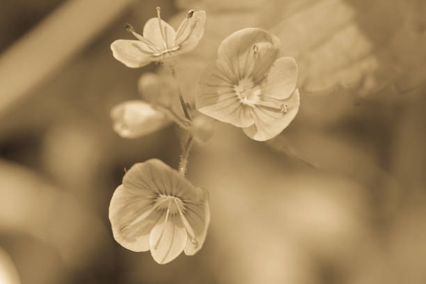istock Blue little flowers close up and green grass. 541269468