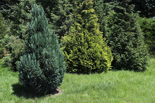 istock Beautiful  garden with  lawn and conifers 541269626