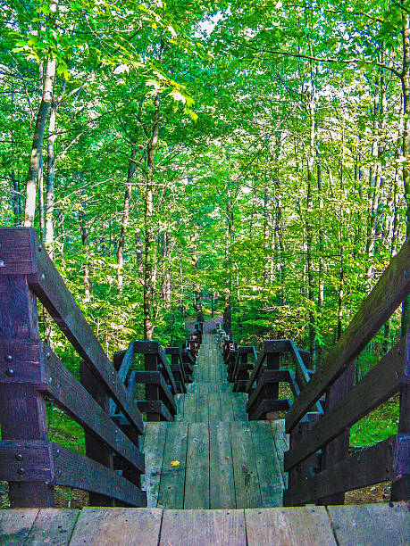 istock stairway to the tree tops 541269928