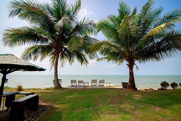 istock Palm tree on the beach and chairs 541270158
