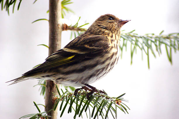 istock pine siskin carduelis pinus 541270276