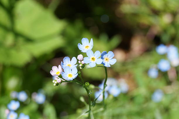 istock Forget-me-not flowers in the wild 541271180