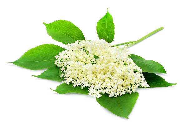 istock Sprig of sambucus. 541271718