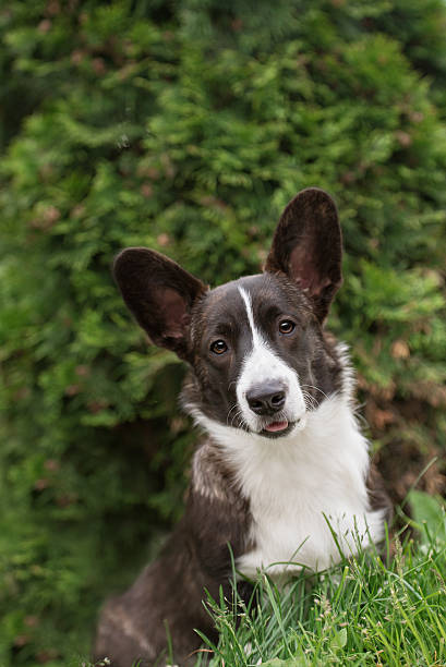 istock Adult welsh corgi cardigan posing 541272002