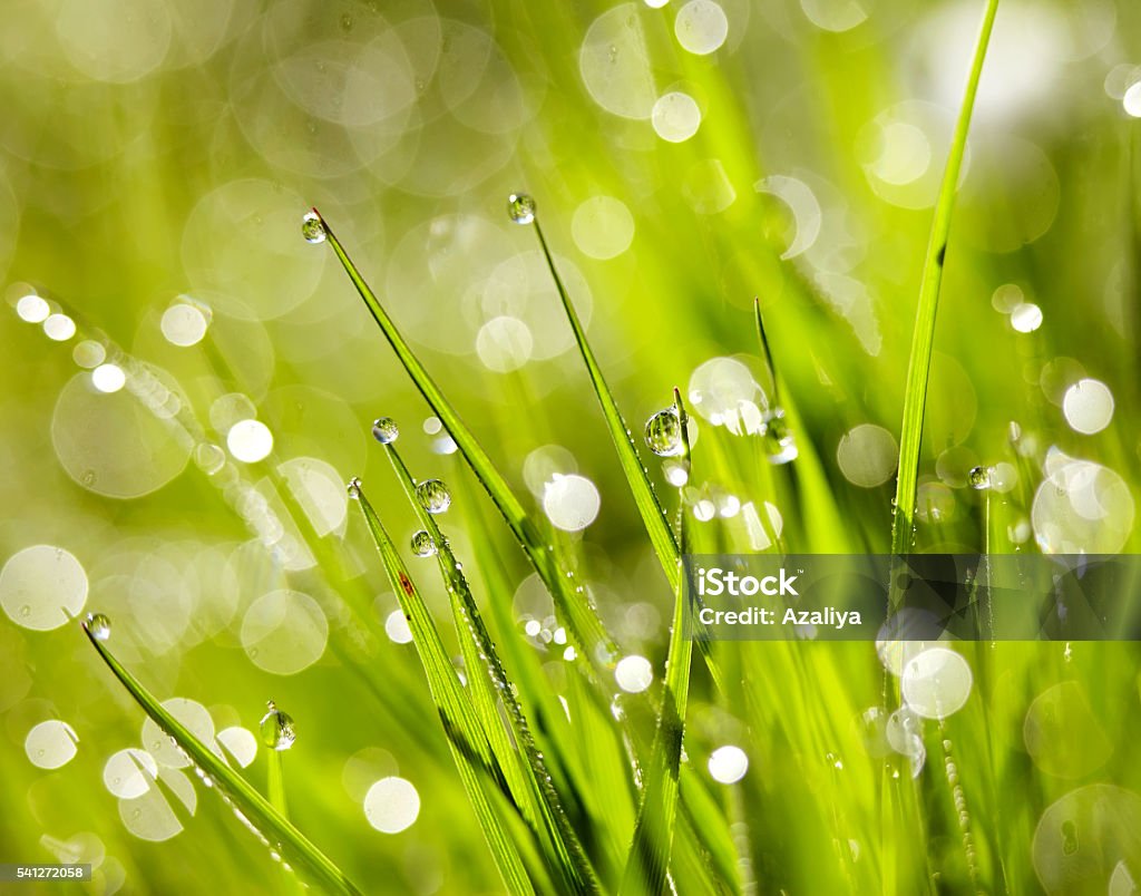 Grass With Dew Drops Stock Photo - Download Image Now - Abstract ...