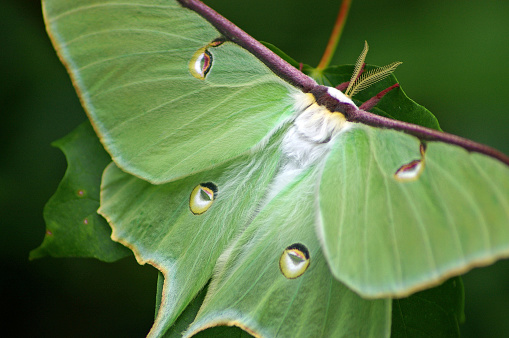 luna moth full frame closeup attached to green maple tree leaf