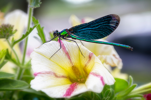 Beautiful coloful dragonfly sitting on a flower