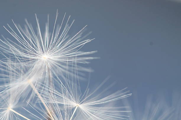 istock fluffy white dandelion on a blue background 541272850