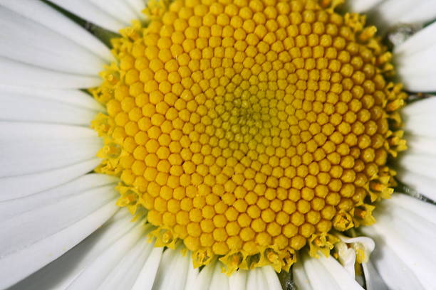 istock Chamomile. Macro image with small depth of field. 541272974