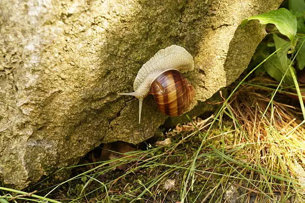 Snail-shell on a cliff