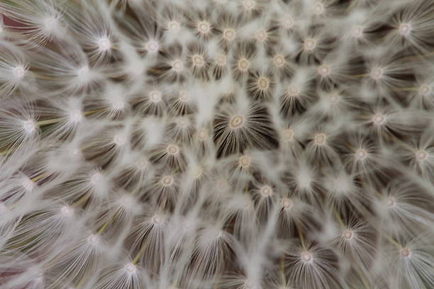 istock Enlarged Dandelion with fluff and seeds over green 541273210