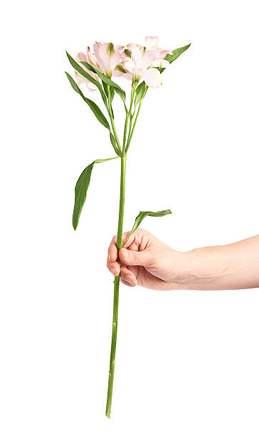 istock Hand holding an alstroemeria flower 541273778