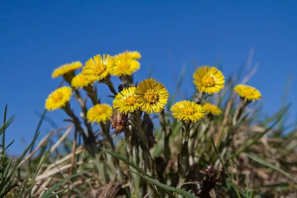 Tussilago farfara  from the sunflower family is a well-known  remedies