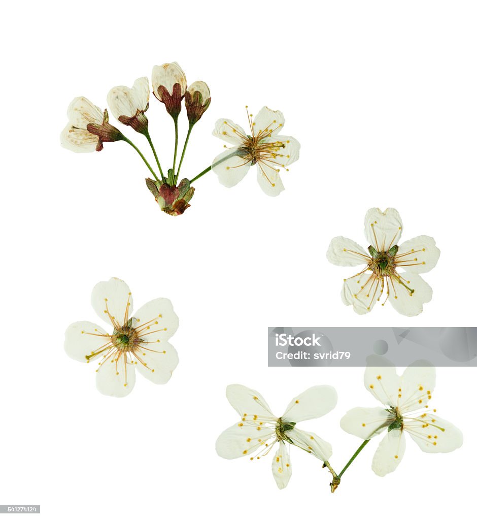 Cây Anh Đào Hoa Ép Và Sấy Khô Hình ảnh Sẵn có - Tải xuống Hình ảnh ...