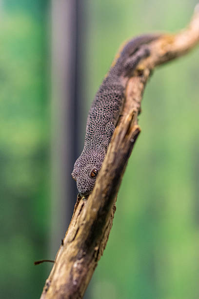 istock golden tailed Closeup of a Gecko (Gecko gecko). 541274154