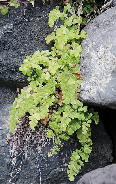 istock Maidenhair Fern (Adiantum capillus-veneris) 541275050