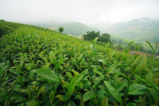 istock Fresh green tea plantation 541275580