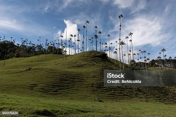 Cocora Valley The Area Eje Cafetero In Colombia Stock Photo - Download Image Now - Colombian Coffee Region, Horizontal, Latin America