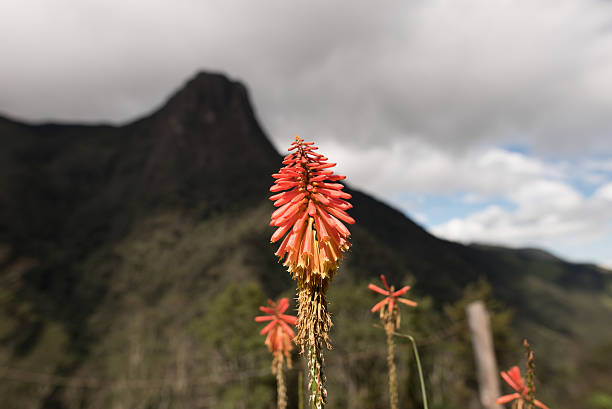 istock Aloe Vera in the Valle de Cocora in Colombia 541275662
