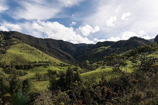 istock Cocora Valley, the Area eje Cafetero in Colombia 541276868