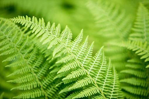 A simple fern background.
