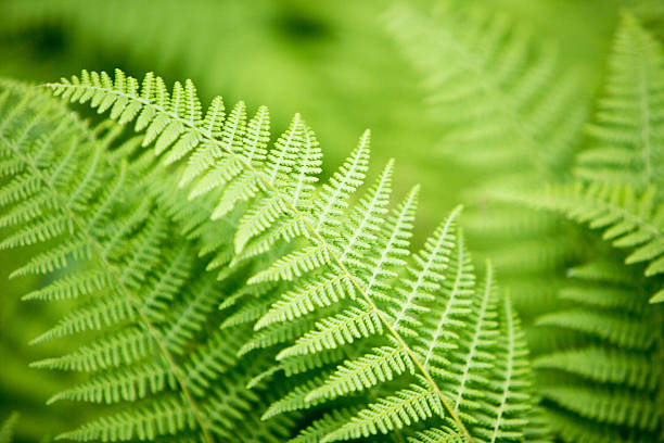 Fern background A simple fern background. fiddle head stock pictures, royalty-free photos & images