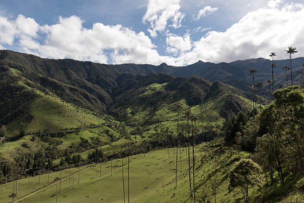 istock Cocora Valley, the Area eje Cafetero in Colombia 541277246