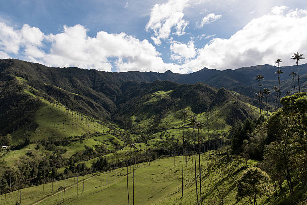 istock Cocora Valley, the Area eje Cafetero in Colombia 541277300