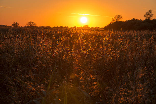 istock Sunset over the Fens 541277384