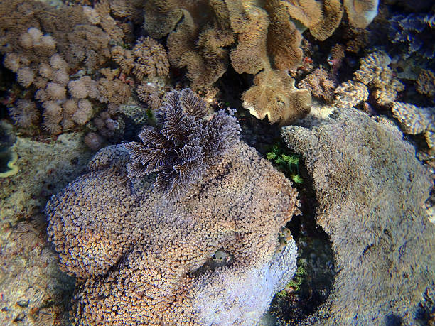 istock colorful gorgonia coral 541277920