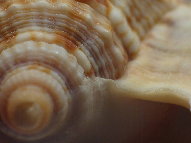 istock Seashell curves and swirls 541278000