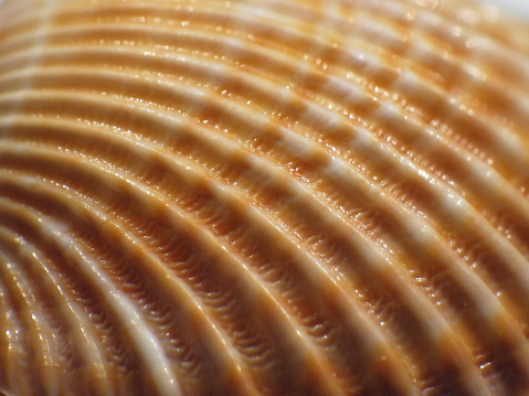 Macro view on seashell lines and texture