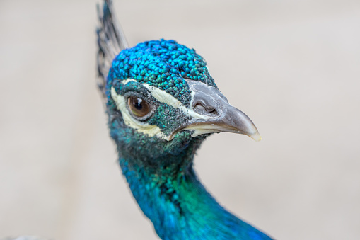 A peacock full head closeup