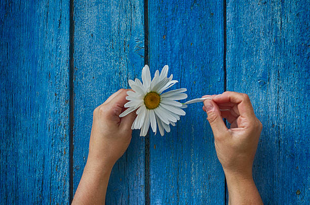 Camomile in a man's hand on a wooden retro background