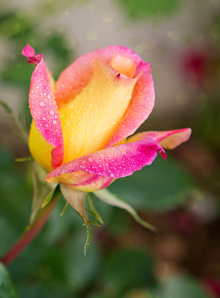 istock Yellow rose in a garden. 541280558