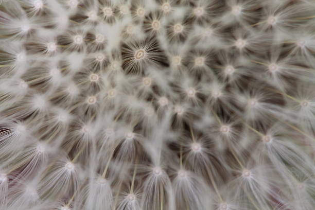 istock Enlarged Dandelion with fluff and seeds over green 541280950