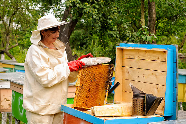 istock woman beekeeper looks after bees 541281094