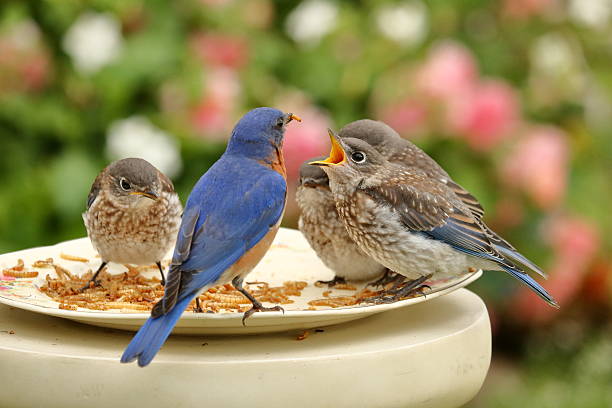 istock Breakfast in the Rose Garden 541282246