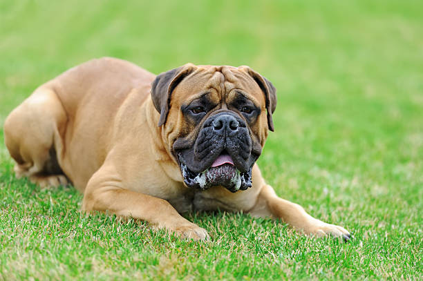 istock English Mastiff dog 541282576