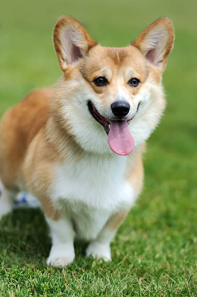 istock Welsh Corgi dog 541282624