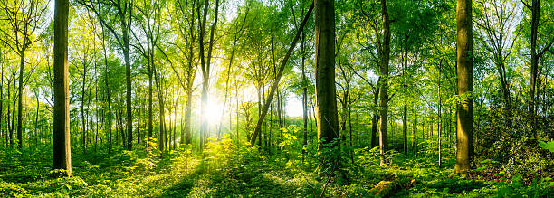 istock Forest panorama 541282690