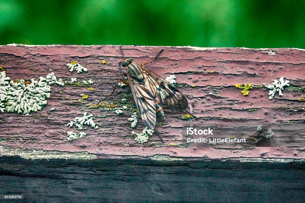 Drosophila auf Ast - Lizenzfrei Afrika Stock-Foto