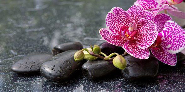 Pink orchid isolated on black background.Branch of pink orchids on a black background.