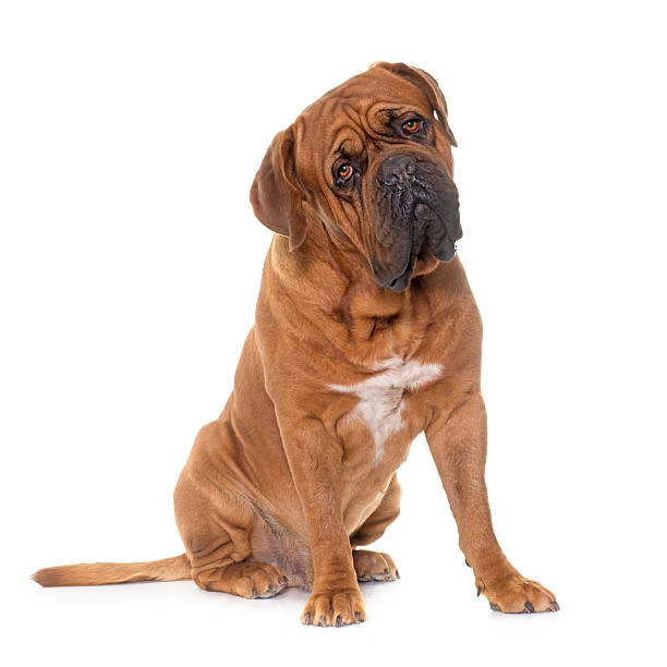 istock Mastiff of Bordeaux 541283560