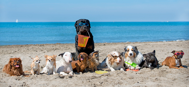 dogs standing on the beach, in France